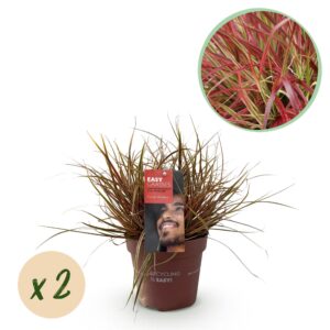 32f38305aa5344be982a517ae5714293667fd53f77b5464bad7c51774c58e078.jpg Ziergräser - Uncinia rubra Everflame - Rot - 2 Pflanzen - Immergrün - Wenig Pflege