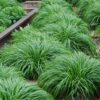 Ziergräser - Carex oshimensis Intense Green - Grün - 2 Pflanzen - Immergrün - Wenig Pflege
