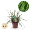 Ziergräser - Carex oshimensis Intense Green - Grün - 2 Pflanzen - Immergrün - Wenig Pflege