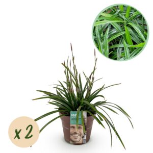 f42c121673964a83b34cf4d10666975ffa7a61227de64e40a8629e9a7002b647.jpg Ziergräser - Carex morrowii Irish Green - Grün & Gelb - 2 Pflanzen - Immergrün - Pflegeleicht