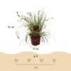 Ziergräser - Carex oshimensis Evergold - Gelb & Grün - 2 Pflanzen - Immergrün - Wenig Pflege