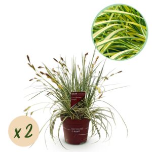 27c53ba1eb5c4efa836eac85904f274ce0ef230e02f848a19742db76715f16e8.jpg Ziergräser - Carex oshimensis Evergold - Gelb & Grün - 2 Pflanzen - Immergrün - Wenig Pflege