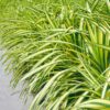 Ziergräser - Carex oshimensis Evergold - Gelb & Grün - 2 Pflanzen - Immergrün - Wenig Pflege