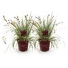 Ziergräser - Carex oshimensis Evergold - Gelb & Grün - 2 Pflanzen - Immergrün - Wenig Pflege