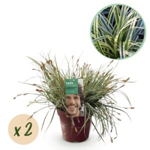 ad3696d2b6724d62beded9a376e4a4a863a4ae175427478f8b9fba4b04a145b2.jpg Ziergräser - Carex oshimensis Everest - Weiß und Grün - 2 Pflanzen - Immergrün - Wenig Pflege