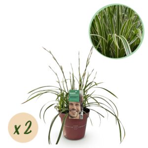 8f4121a124754b5f92f1b4f85b14e4f06340677fc0134531a4bb09870820223e.jpg Ziergräser - Carex morrowii Ice Dance - Weiß & Grün - 2 Pflanzen - Immergrün - Wenig Pflege