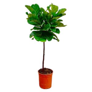 Ficus Lyrata am Stamm