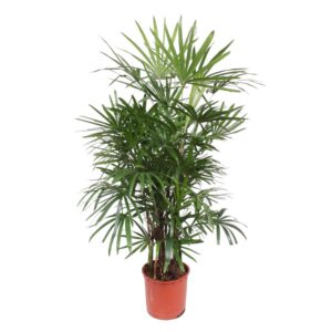 Rhapis Excelsa