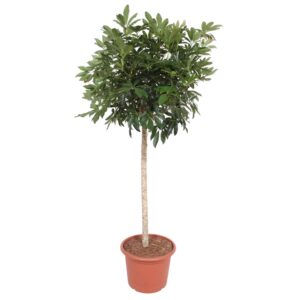 Schefflera Arboricola Compacta boom