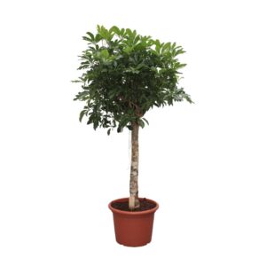 d7a0e0e8f2b448ab960a9d17c128fbbbfa61ae6200354824978e568966e8957a.jpg Schefflera Arboricola Compacta Baum