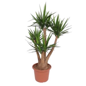 8b283707a3984623a310fbf21840e6d9b634989dbbdf476ea581f9ef93fd53f9.jpg Yucca Elephantipes verzweigt