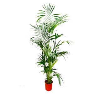 e1d7287a2e1143cb80f65cb2fa0d7e9359079b95047b425988b8acf30364bb26.jpg Kentia Palme