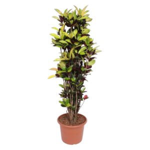 04678fdee32d48878d6e3f1137b5494ef71d26b7e3ca44fb891ca3b0c565422b.jpg Codiaeum Iceton (Croton Iceton)