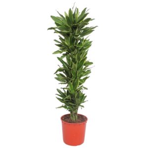febda5fca8aa4a94bdb3cf14136e3da9476fbd4e165947d58c31d59b988e57c3.jpg Dracaena Golden Coast