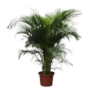 cc511683fa8c464a99328e0afeef0782d35c906bf7934e178e22294a5bc7b16f.jpg Dypsis Lutescens (Areca Palm)