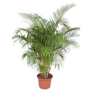 662c89c0e2ed4732a8a719b23ab6fb56c0d7fa005c5a4ba1b4fc1d2b88e60ab5.jpg Dypsis Lutescens (Areca Palm)