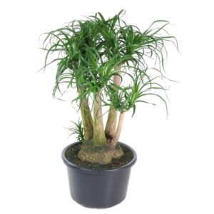 Beaucarnea verzweigt