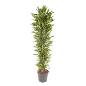 e5c57e1bd95d4f37bb05af83b8aa9ecad3af45f0f47d470ea4f5143def678713.jpg Dracaena Cintho verzweigt