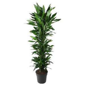 Dracaena Janet Lind verzweigt