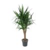 1c70f993341341058dd01e5f805735662898fa6fcf5a40feb90b4a547c3c7b97.jpg Yucca Elephantipe verzweigt