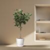 14a0f2f71c184c6cade322e64fc5368ea9c4e4ded06641e9aa0f6b34bf3ca0ed.jpg Ficus Benghalensis baum