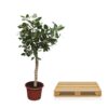 435e65512f414d08925c3c67118e22ea502d1a7a88e54a27bcac021b5a914ccd.jpg Ficus Benghalensis baum