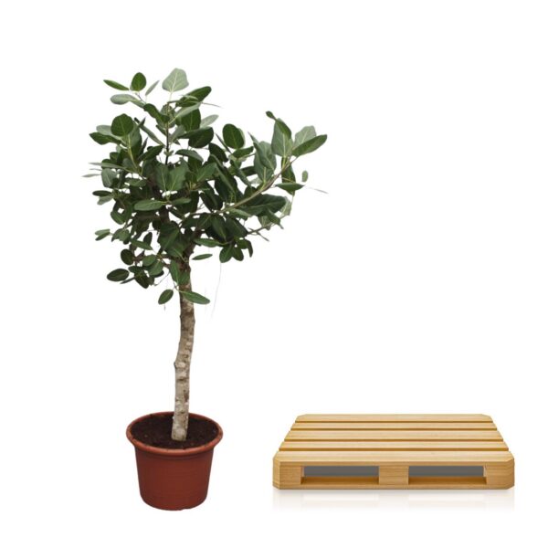 435e65512f414d08925c3c67118e22ea502d1a7a88e54a27bcac021b5a914ccd.jpg Ficus Benghalensis baum