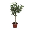 7dd1875e59114730aa6189b208870af030d8cefae30443babdcad294503797dd.jpg Ficus Benghalensis baum