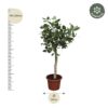 f81b2b9c49914dae846a62ccdfdd0e21d4d08acf6b884d78b5cdc539a6bbc42e.jpg Ficus Benghalensis baum