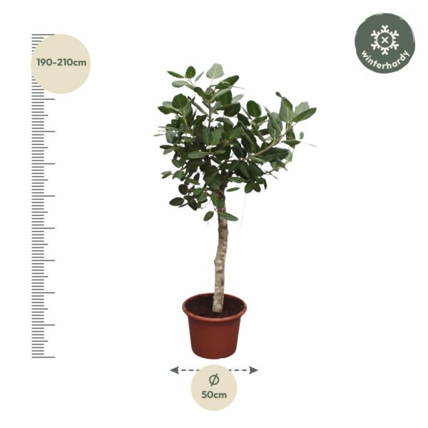 f81b2b9c49914dae846a62ccdfdd0e21d4d08acf6b884d78b5cdc539a6bbc42e.jpg Ficus Benghalensis baum