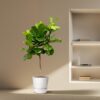 Ficus Lyrata boom