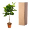 Ficus Lyrata boom
