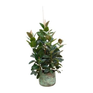 Ficus Lyrata verzweigt