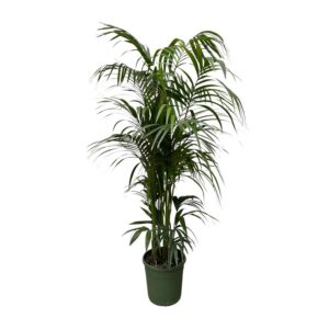 Kentia Palme