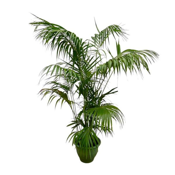 Kentia Palme XL