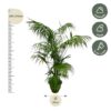 Kentia Palme XL
