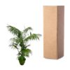 Kentia Palme XL