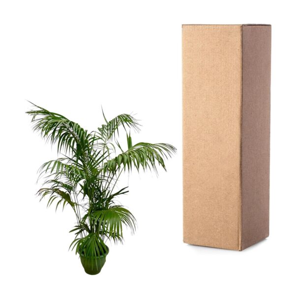 Kentia Palme XL
