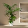 Kentia Palme XL