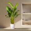 Strelitzia Augusta XXL - Multi Stamm
