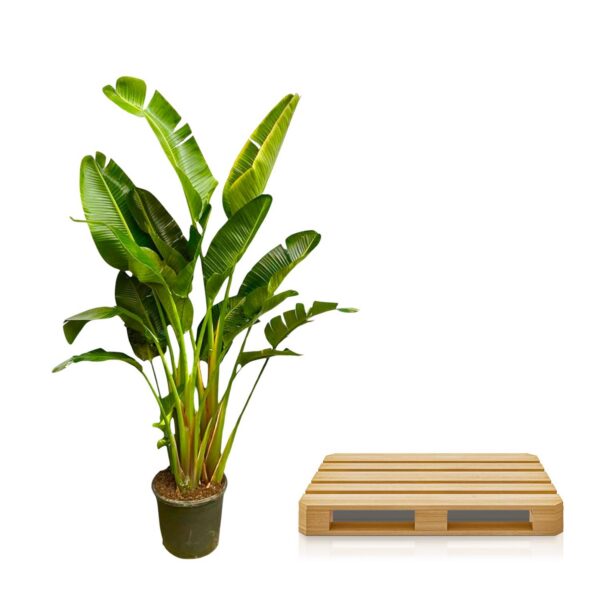 Strelitzia Augusta XXL - Multi Stamm
