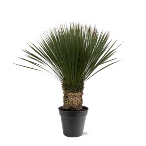 d392ed0c633b4a2f91596966efb36d1173c7cb1088f04398a07652050360408e.jpg Yucca Rostrata