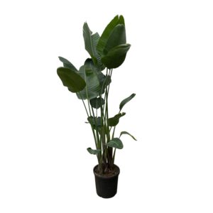 Strelitzia Nicolai XXL