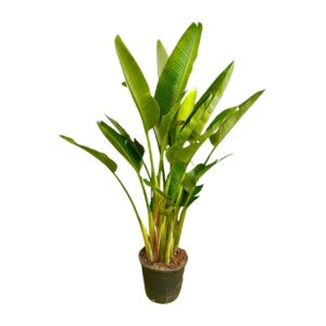 Strelitzia Augusta multi Stamm XXL