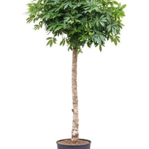 Schefflera am Stiel