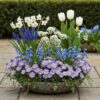 e2ed0a9560234d7ba30b738774e5a693b1c88e12420942488bf02537f8b4ef50.jpg Blumenzwiebeln - Bulb Garden Blue mix - Verschiedene Sorten - Blau - 125 Stück