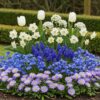 fbb6a9d2456648fab45173de25ee178f68d6517882884652b2f8a6ed9bdf4a16.jpg Blumenzwiebeln - Bulb Garden Blue mix - Verschiedene Sorten - Blau - 125 Stück