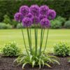 Blumenzwiebeln - Allium 'Purple Rain' - Violett - 40 Pflanzen - Zwiebelgröße 10/12