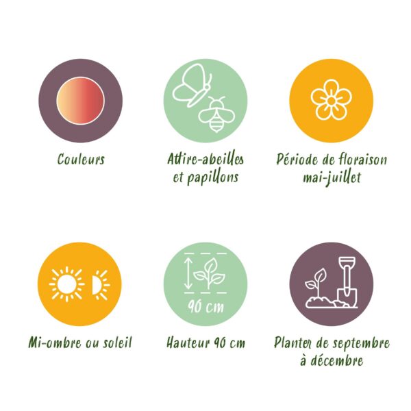 Blumenzwiebeln - Allium 'Siculum' - Rosa - 30 Stück - Zwiebelgröße 8/10