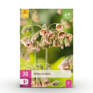 dda8984a34c44c70b17818357ddfb3a682f1f6871a1d41739e1c514bf4b8892d.jpg Blumenzwiebeln - Allium 'Siculum' - Rosa - 30 Stück - Zwiebelgröße 8/10